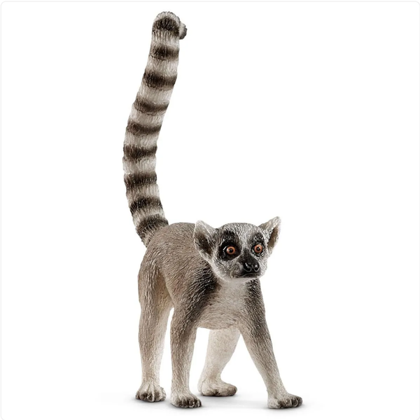 Stock photo of Ring-tailed lemur (Lemur catta) resting with tail wrapped  around body…. Available for sale on www.naturepl.com